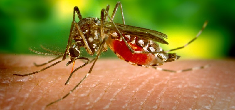 Cómo prevenir el virus Zika